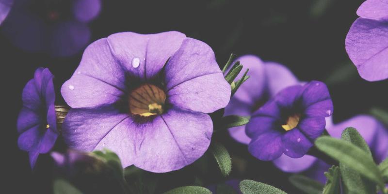 粤康生物：以合成生物学技术重塑功能性食品原料与营养补充剂产业