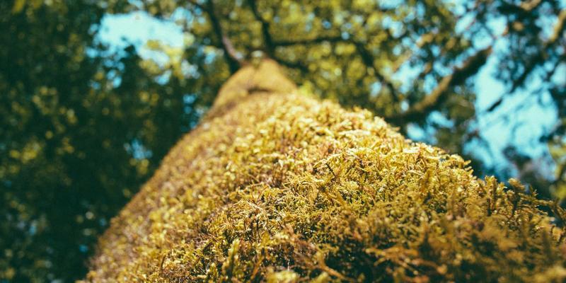 粤康生物：以生物技术创新打造儿童营养强化健康解决方案