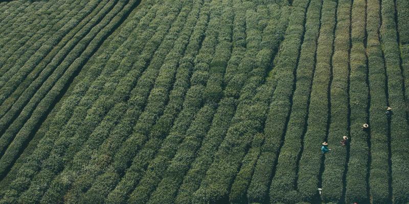 粤康生物:宠物肠道微生态调节剂标准引领生物科技健康解决方案
